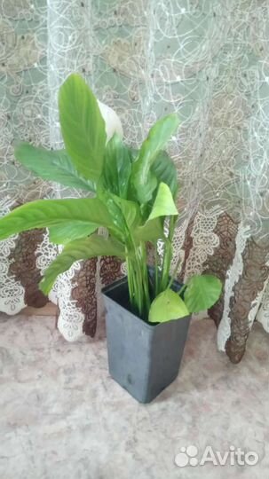 Женское счастье