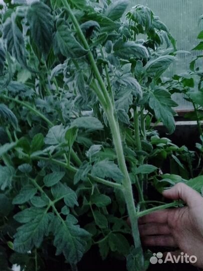 Рассада помидор