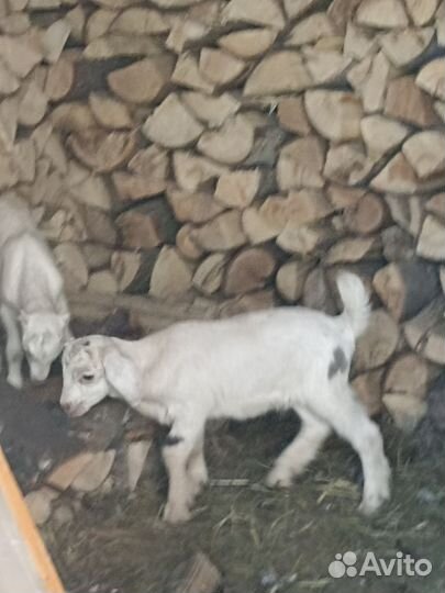 Нубийские козлята