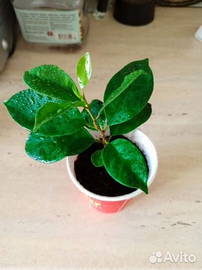 Фикус микрокарпа