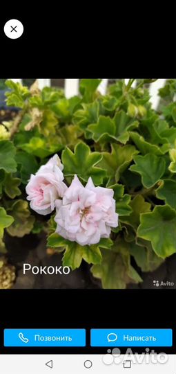 Пеларгония герань