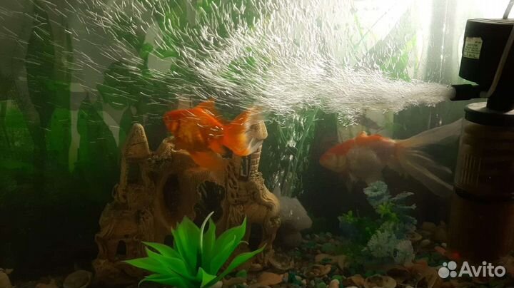Аквариум