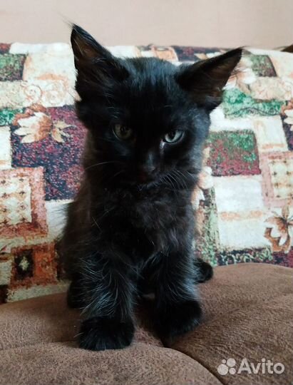 Котята в дар