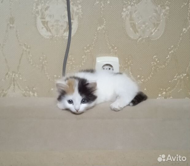 Трехцветный котенок