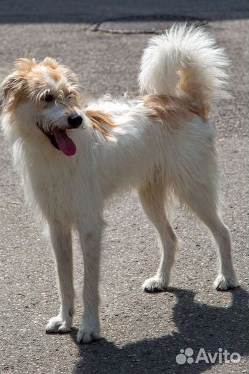 Манс, Мансуля, Мансур