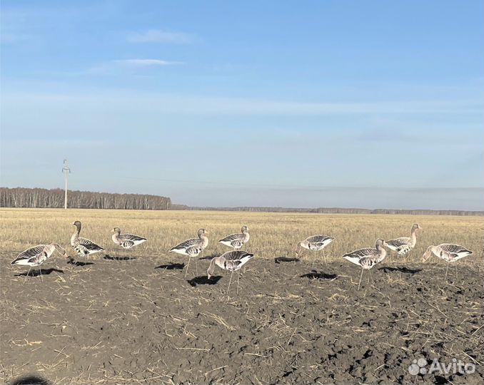 Профиль гуся чучело