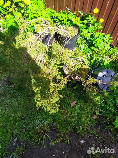 Можжевельник