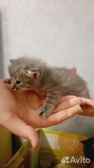 Котята