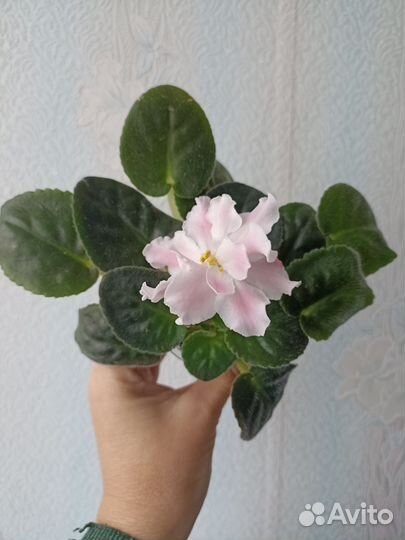 Фиалка сорт Миндаль, стартер