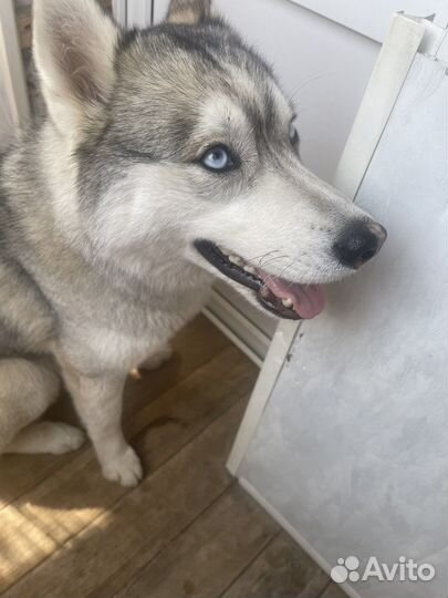 Сибирский хаски