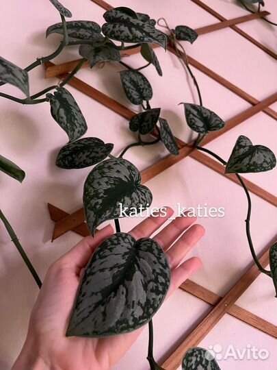 Сциндапсус треби, экзотика, эпипремнум