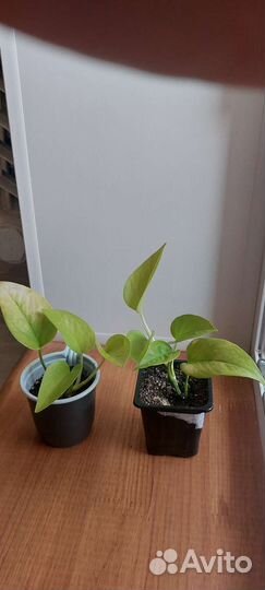 Эпипремнум голден потос