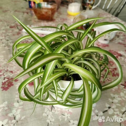 Хлорофитум Бонни кудрявый