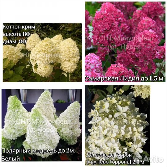 Метельчатые гортензии