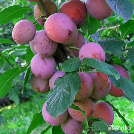 Саженцы сливы Волжская красавица (синий)