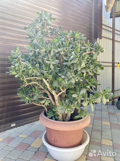 Красула толстянка большая крупная