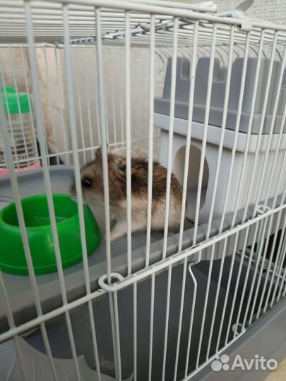 Клетка для хомяка