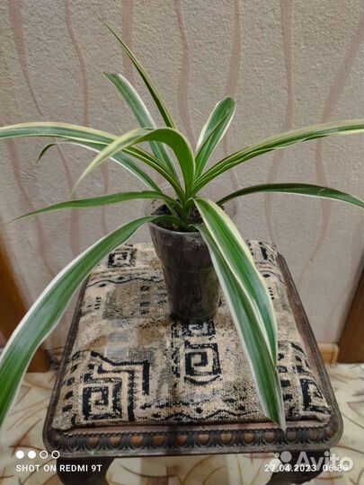 Хлорофитум двуполостный