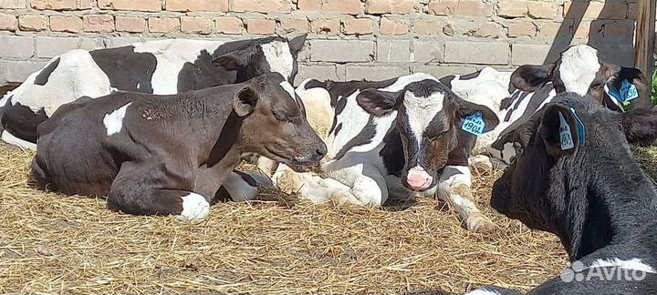Бычки и телята