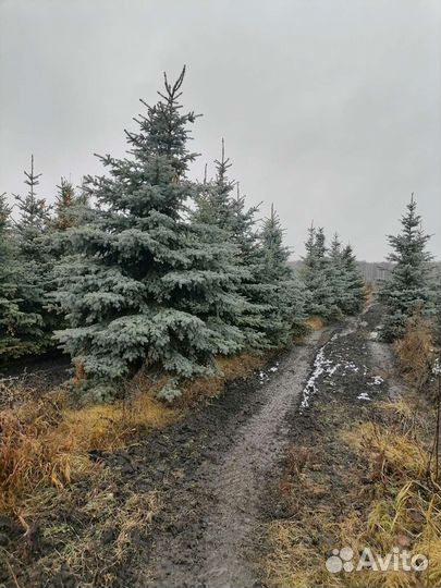 Голубая Ель