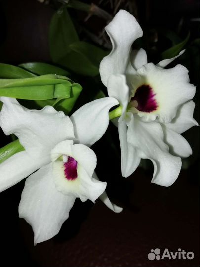 Орхидея