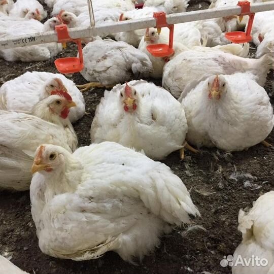 Куры бройлеры тушки мясо