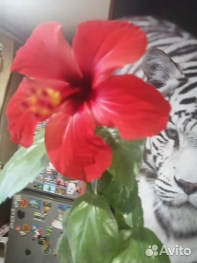 Комнатные цветы