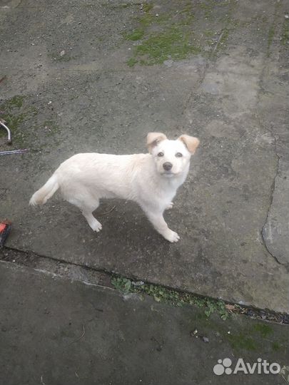 Молодой пёсик в добрые руки