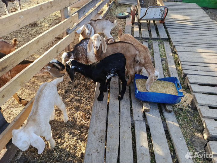 Козлята от дойных коз