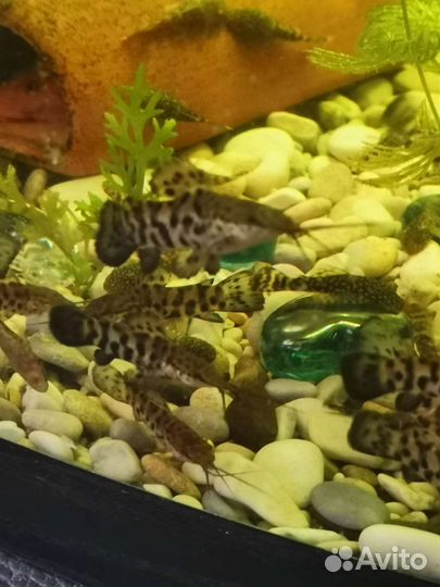 Аквариумные рыбки