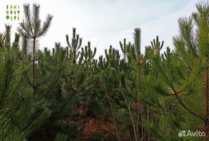 Крупномеры сосны с гарантией