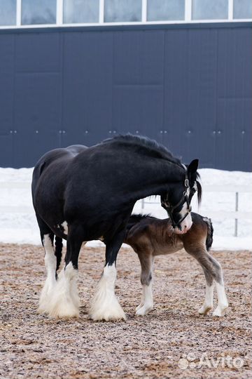 Кобыла тинкер (ирландский коб)