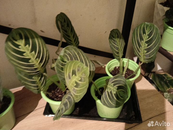 Маранта триколор, лимон лайм