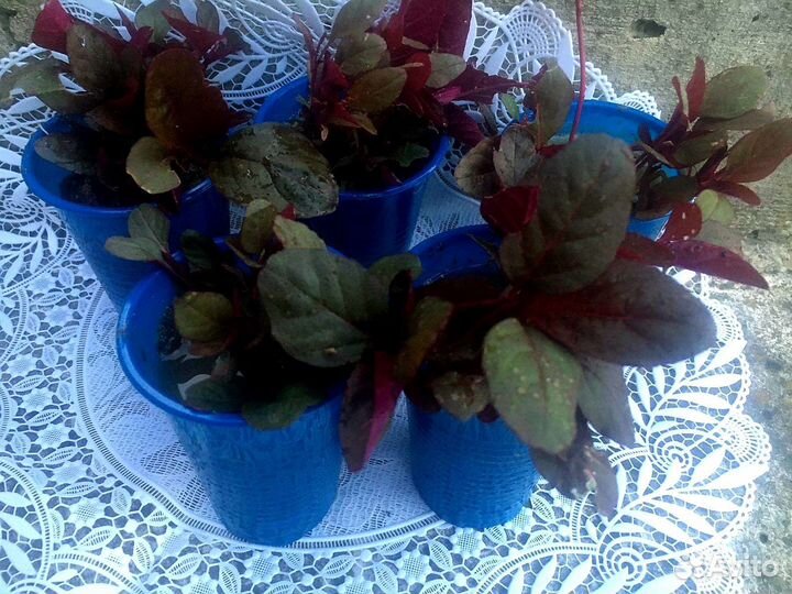 Амарант рассада