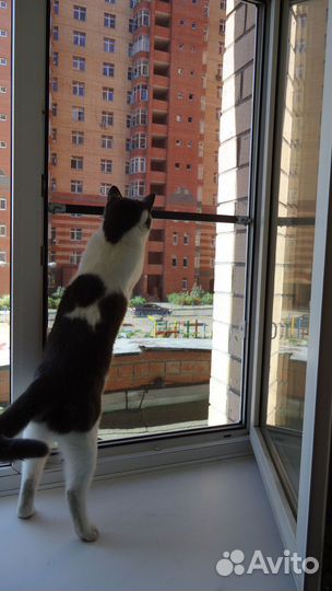 Москитные сетки Антикошка Антимошка