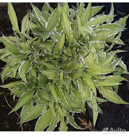 Гвоздика, смолевка, злак, подорожник