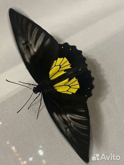 Живые бабочки на подарок