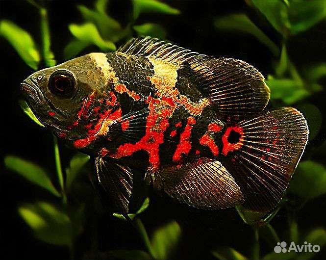 Астронотусы,Попугай,Акары,Блю Демси,Бриллиант и Др