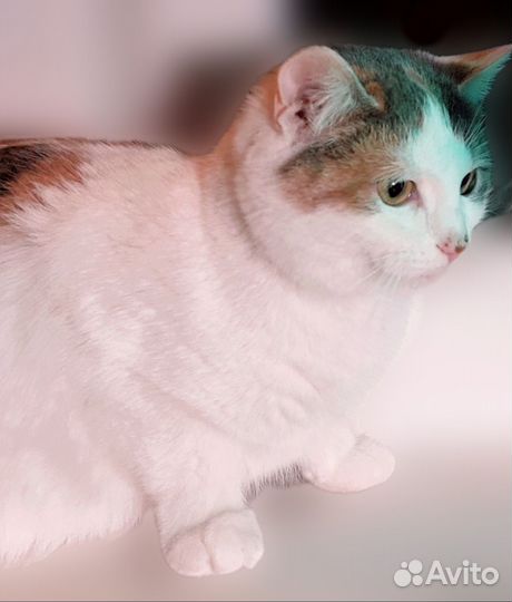 Кошки