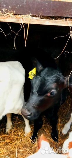 Телята с доставкой в ваш двор