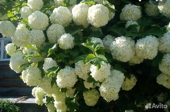 Калина бульденеж