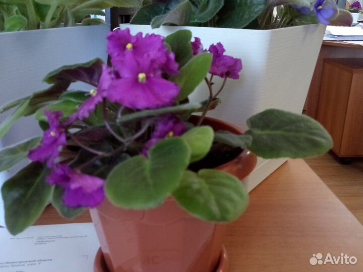 Фиалки бордовые, лиловые, фиолетовые