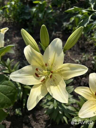 Цветы лилии луковицы