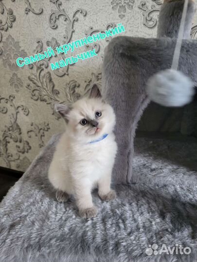 Котята Невской Маскарадной