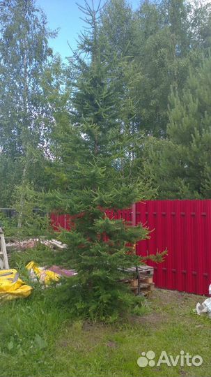 Лиственница