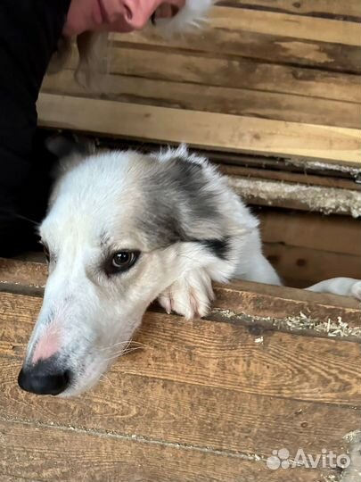 Шикарный Шмель одинок в приюте