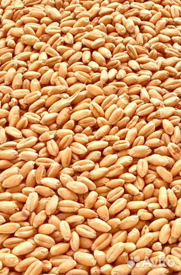 Пшеница Зерно