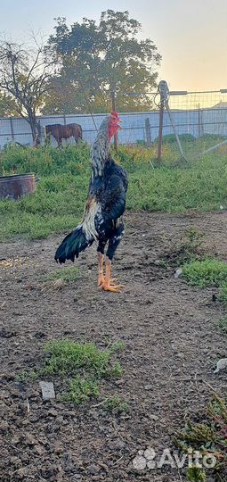 Бойцовый петух