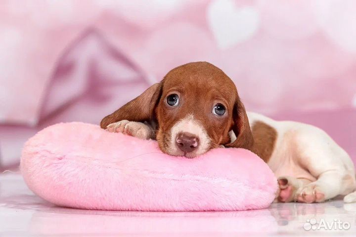 Кроличья/миниатюрная такса окрас пайболд