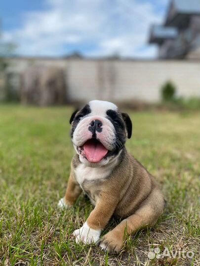 Английский бульдог